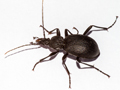 Cychrus caraboides